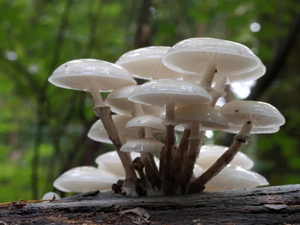 Crapaud champignon — Photo