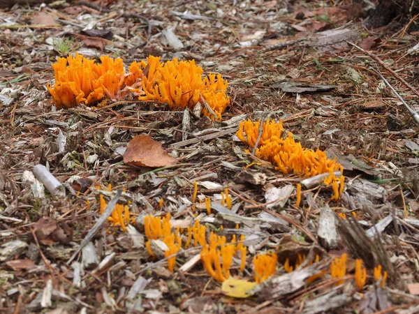 Toadstool mushrooms — Stock Photo, Image