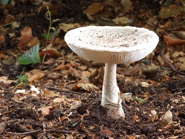 Agaric mushroom — Stock Photo, Image