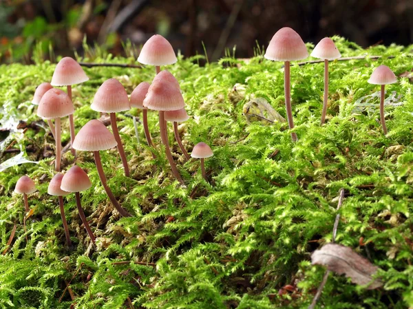 Toadstool mushrooms — Stock Photo, Image