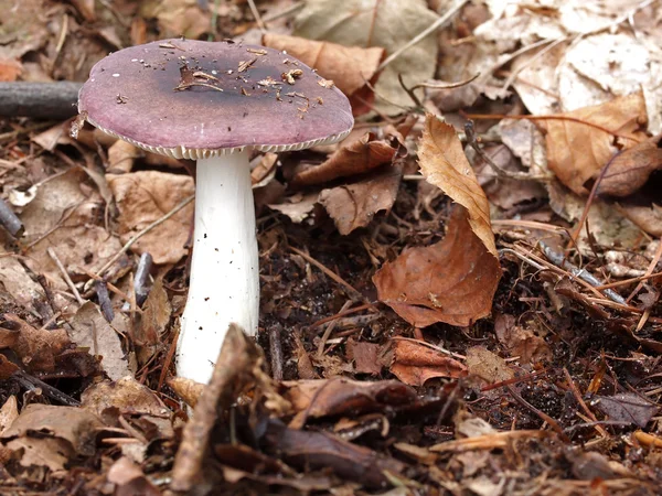 Mushroom russules — Stock Photo, Image