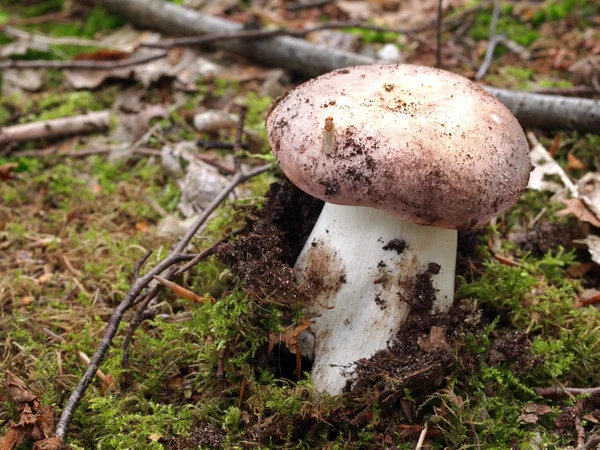 Beautiful mushroom — Stock Photo, Image