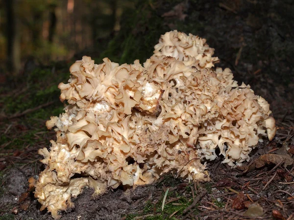 Cogumelos de toadstool — Fotografia de Stock