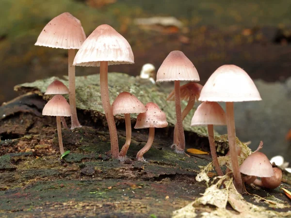 Toadstool mushroom — Stock Image Toadstool mushroom Stock Picture