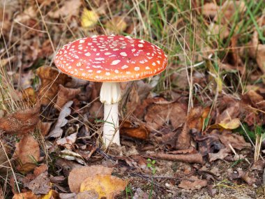 agaric mantar