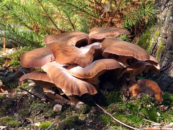 Toadstool mushrooms — Stock Photo, Image