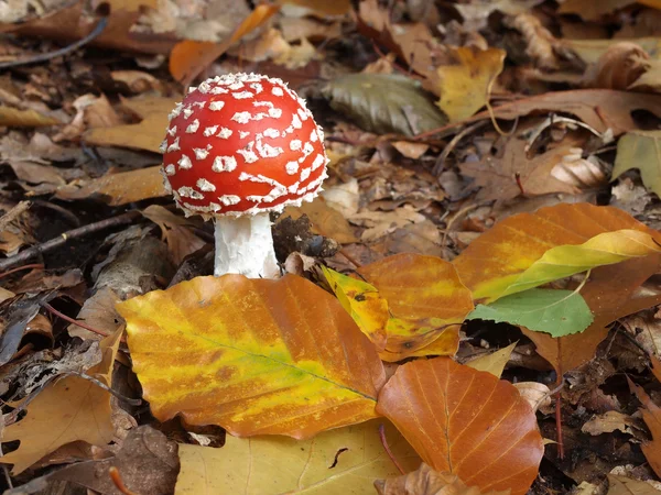 Agaric mushroom — Stock Photo, Image