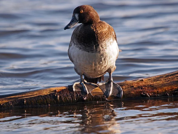 Duck on wooden log — Stock Photo, Image