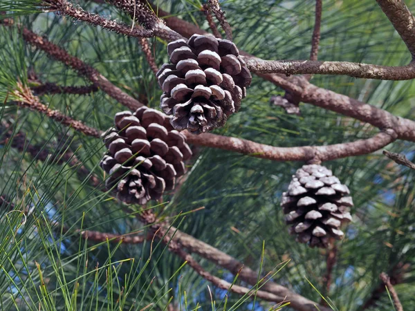 Close up Pine Cones na árvore — Fotografia de Stock