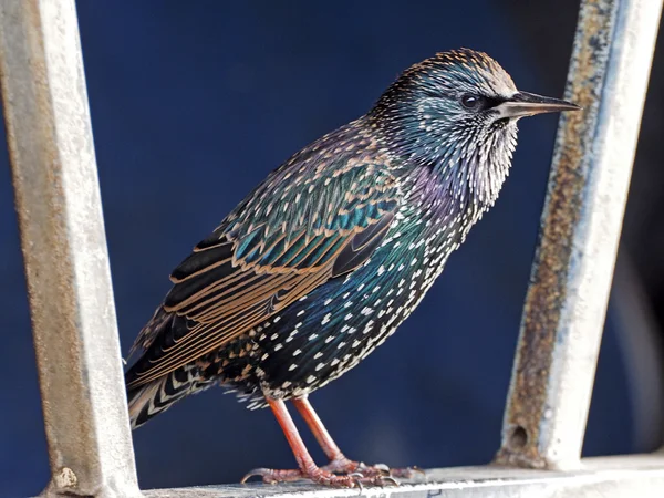 Närbild på Starling utomhus — Stockfoto