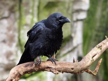 Black raven close up clipart