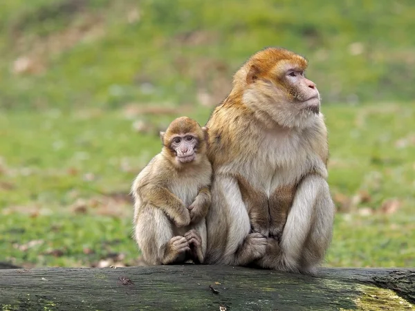 Berber monkey mor med baby — Stockfoto