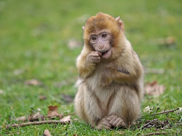 Berber maymun — Stok fotoğraf