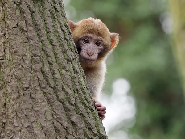 Joven mono bereber curioso — Foto de Stock