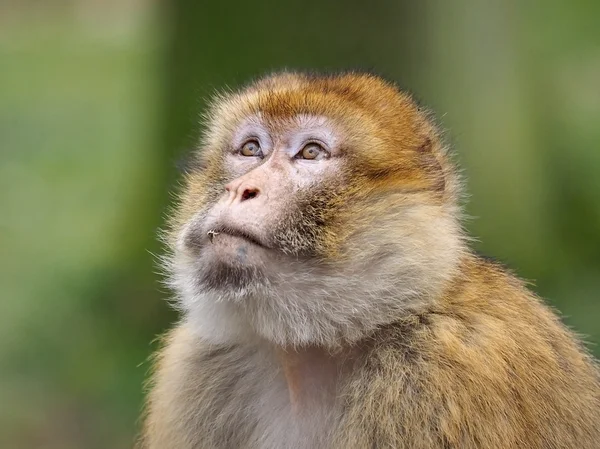 Macaco berbere olhando acima — Fotografia de Stock