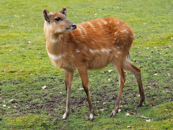 Close up van herten in het veld — Stockfoto