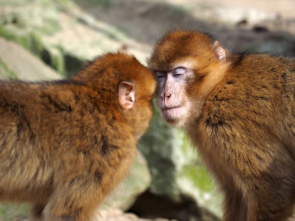 Берберские обезьяны целуются — стоковое фото