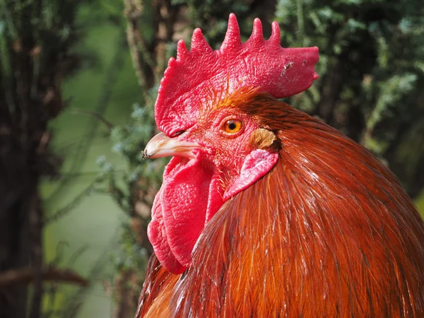 Retrato de um belo galo na natureza — Fotografia de Stock