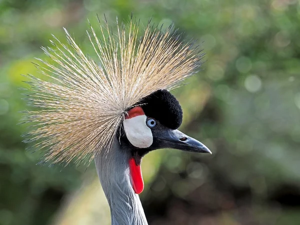 Grúa coronada — Foto de Stock