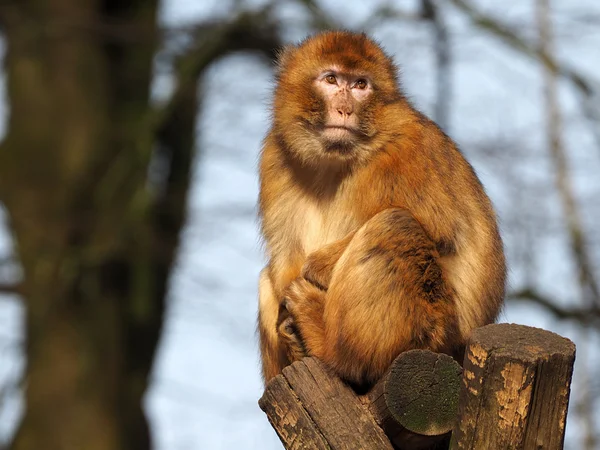 Singe berbère détournant les yeux — Photo