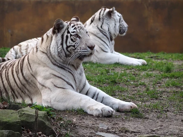 Witte tijgers close-up — Stockfoto