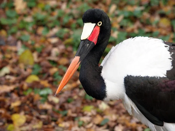 Saddle billed stork — Stock Photo, Image