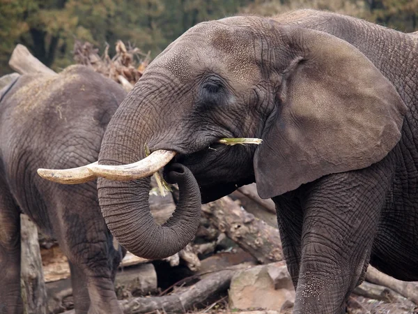 Afrikanischer Elefant aus nächster Nähe — Stockfoto