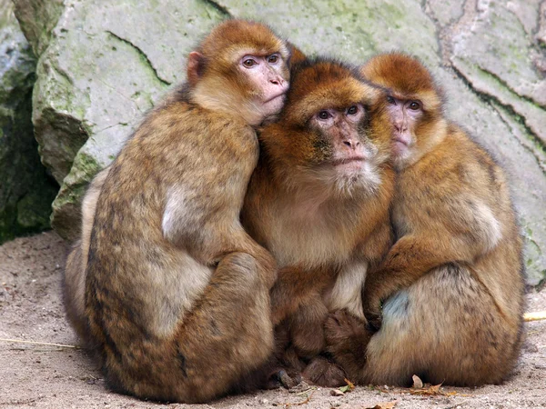 Três macacos berberes — Fotografia de Stock