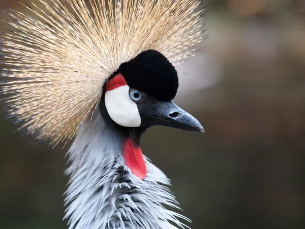 Gekroonde kraan — Stockfoto