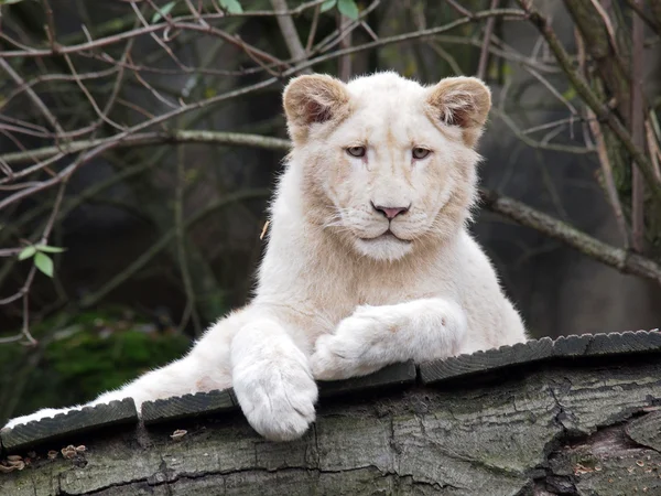 Retrato de un león blanco — Foto de Stock