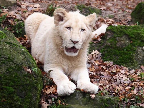 Portréja egy fehér oroszlán — Stock Fotó