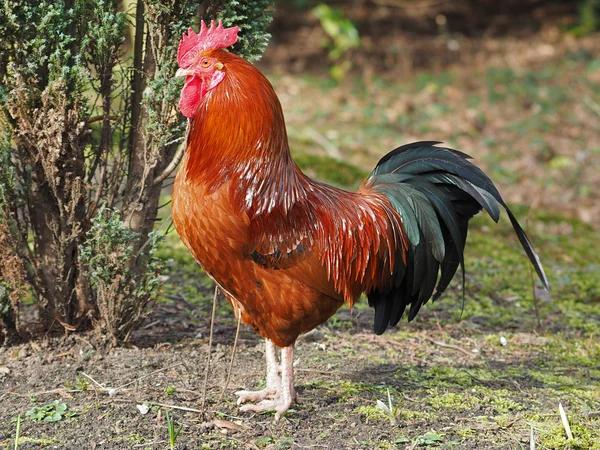 Portrait of a Beautiful Rooster on nature Royalty Free Stock Images