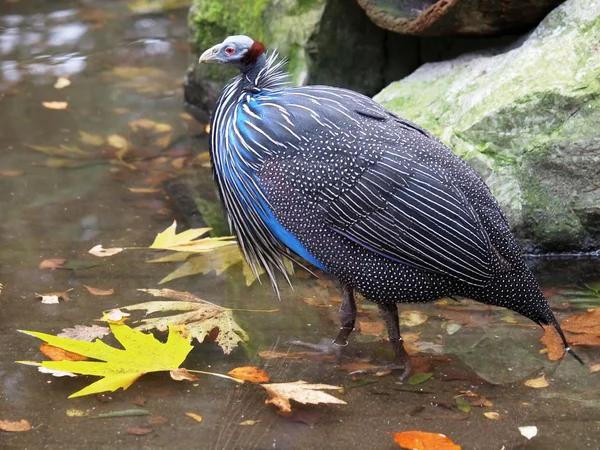 Vulture Guinea Fowl — Stock Image Vulture Guinea Fowl Royalty Free Stock Images