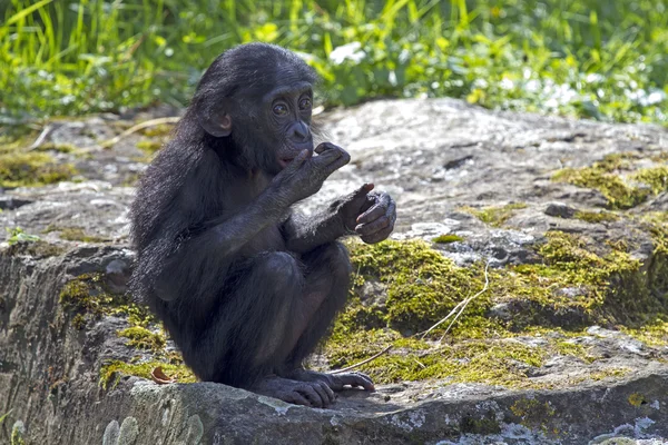 Bonobo baby — Stockfoto