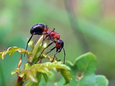 Karınca üzerinde yeşil bir bitki