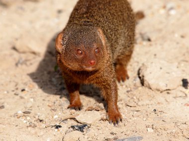 cüce Firavun faresi