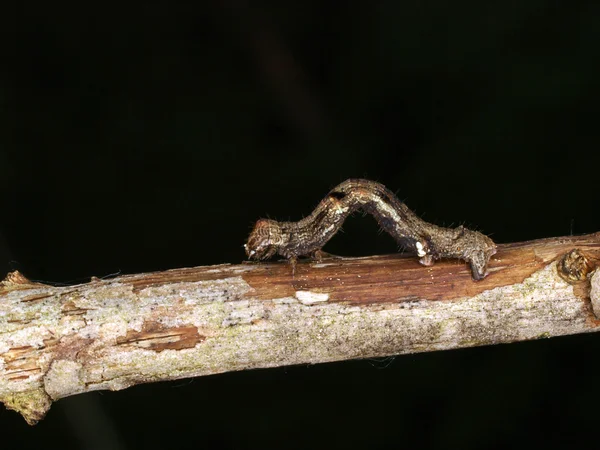 Macro close caterpillar — Stock Photo, Image