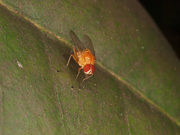 Mosca marrom em um folheto verde — Fotografia de Stock