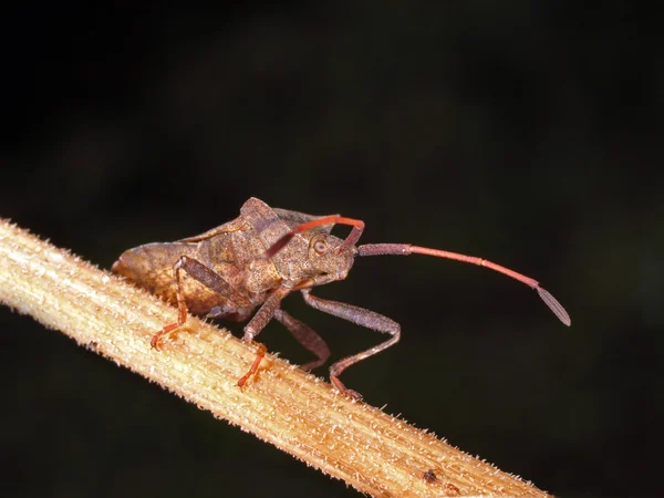 Bug - macro fechar — Fotografia de Stock