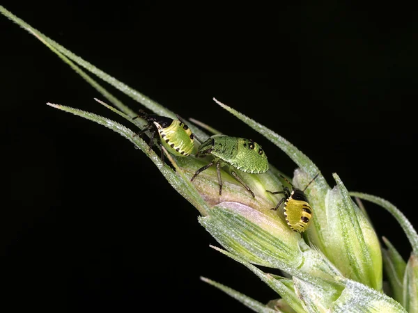 Green beetles — Stock Photo, Image