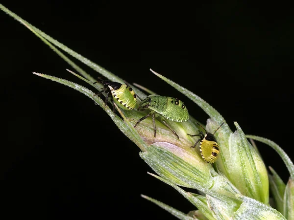 Groene kevers — Stockfoto