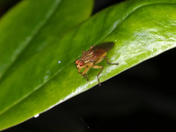 Mouche brune sur une foliole verte — Photo