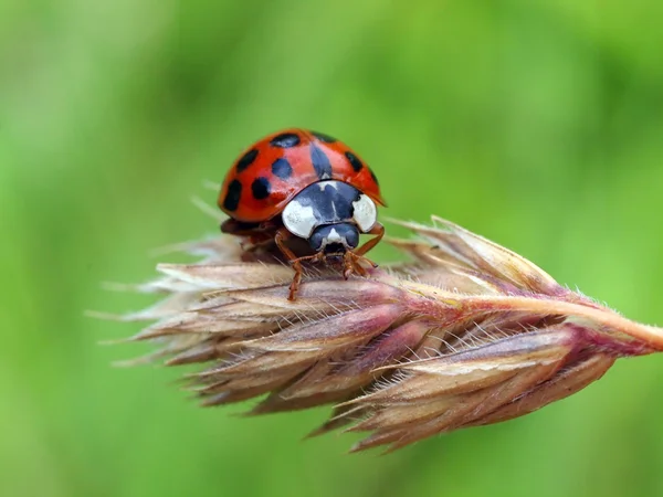 Acasalamento bug senhora — Fotografia de Stock