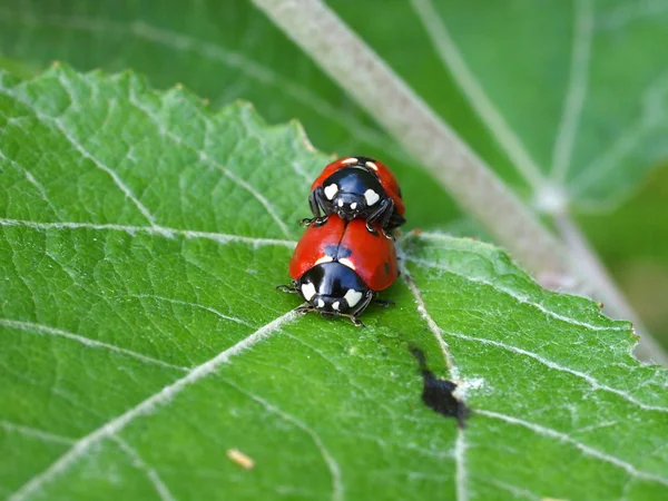 Mating lady bugs — Stock Photo, Image