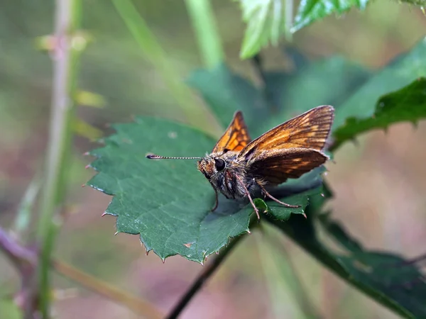 Бабочка на зеленой листовке — стоковое фото