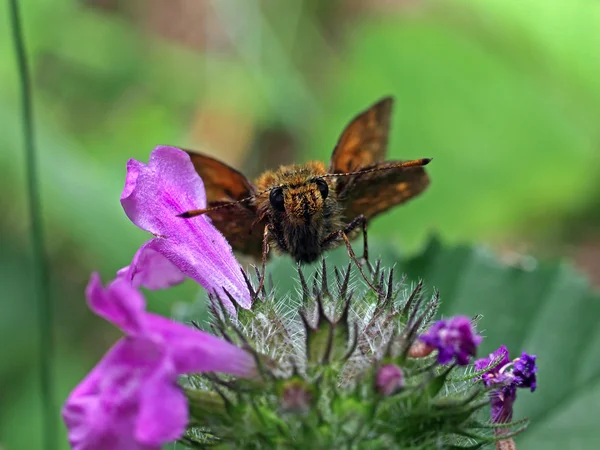 Butterfly voeden met bloem — Stockfoto