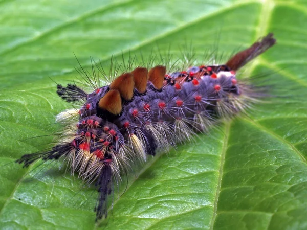 Macro nauwe caterpillar — Stockfoto