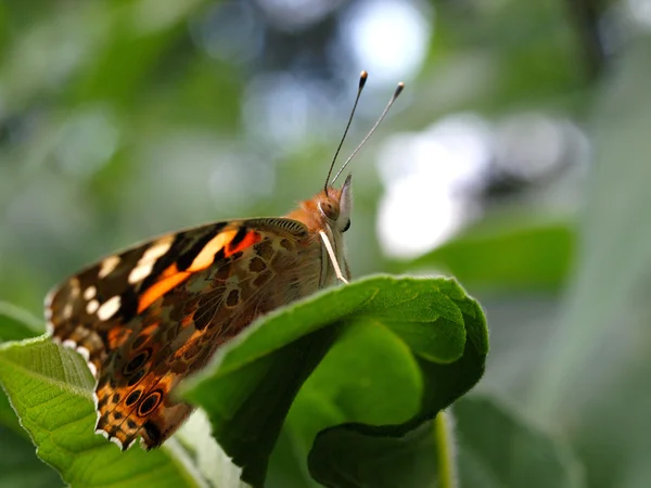 Paw motyl — Zdjęcie stockowe