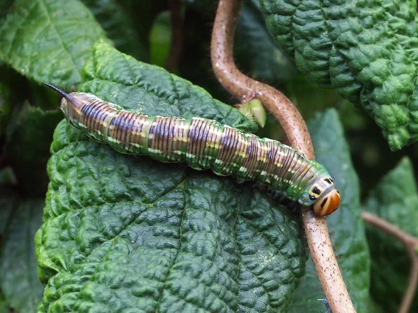 Macro cerrar oruga — Foto de Stock