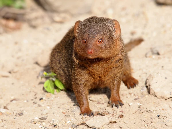 Dwarf Mongoose — Stock Photo, Image